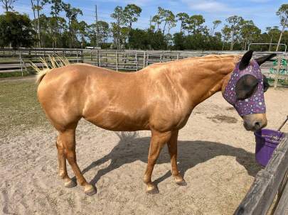 Blondie American Quarter Horse Palomino Mare Born 2006 REHAB/EAS Program