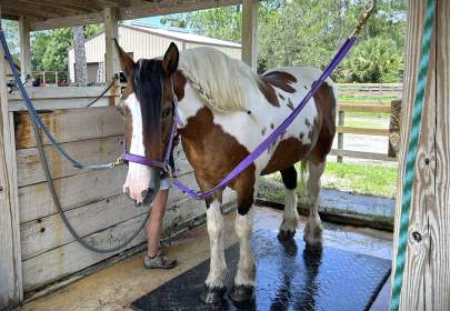 Cally Spotted Draft Mare Born 1999 REHAB / EAS Program