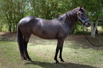 Eve Florida Cracker Cross Mare Born 2014 13.2 hh / PROJECT HORSE