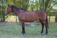 Patty Thoroughbred, Mare, Adopted February 2022