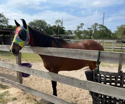 Princess American Quarter Horse Mare Born 2006 REHAB / EAS Program
