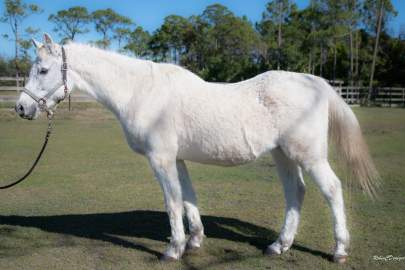 Smokey Arabian Gelding 15.2 HH Born 2004 Companion