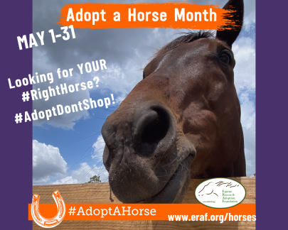 Adopt A horse Month COVER