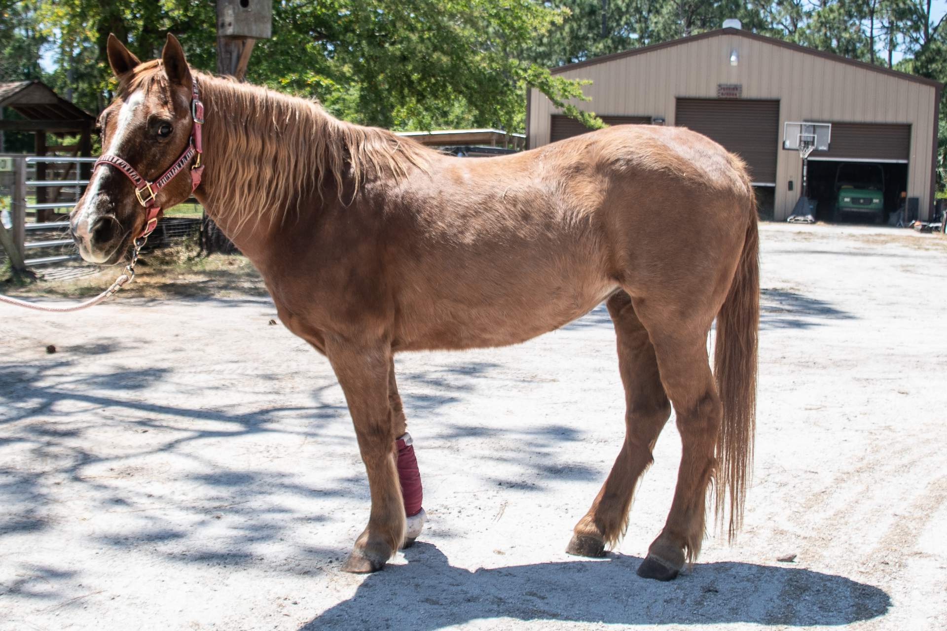 Babe ERAF Horse Rescue Horse Adoption Florida