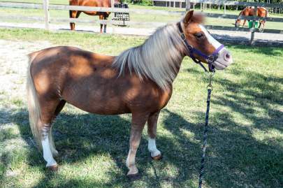 Booger Mini gelding, Born 2007