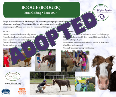 Boogie Begin Again Adopted