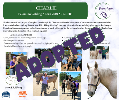 Charlie_Begin Again Adopted