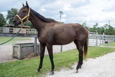 Cyrus Thoroughbred Gelding, Born 2016, 17 HH