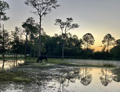 Flooding paddock