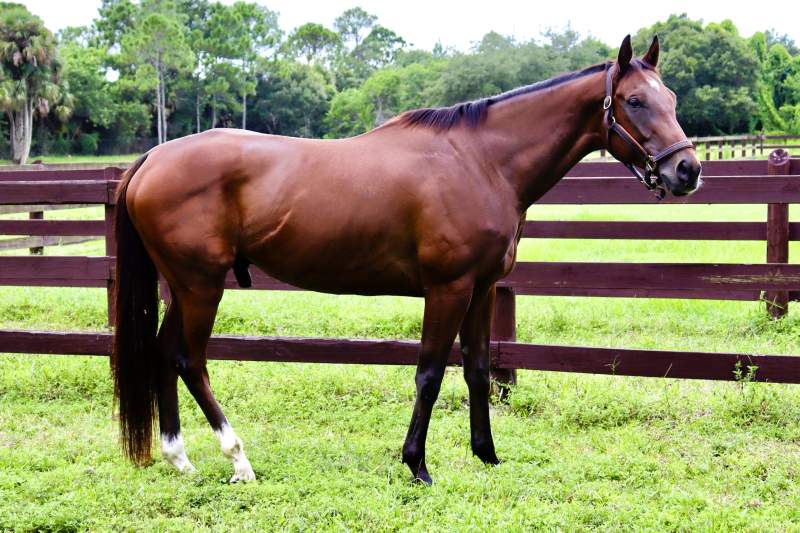 Griff OTTB Thoroughbred Gelding, Born 2018, 16.1 HH