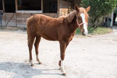 Gypsy Filly, Born May 2018