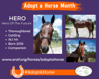 Hero 2022 Adopt A Horse Month