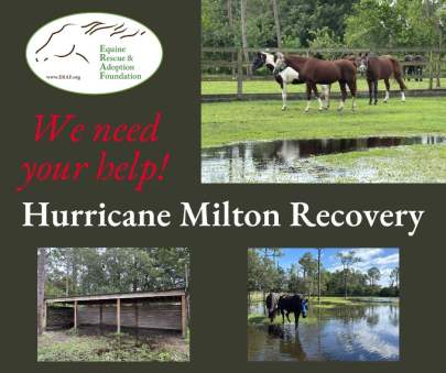 Hurricane Milton Recovery