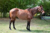 Lucy Quarter Horse Mare Born 2011