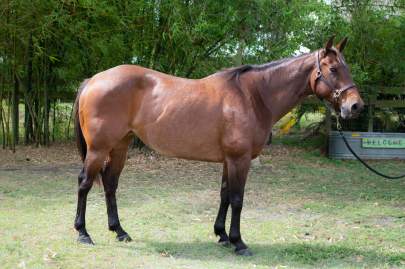 Lucy Quarter Horse Mare Born 2011