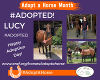 Lucy Adopt A Horse Month