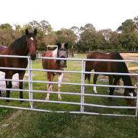 Mate Paint, Gelding, Born 2000 Adopted December 2021