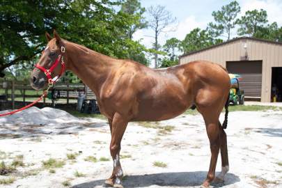 Miami OTTB Gelding Born 2009 16.2hh