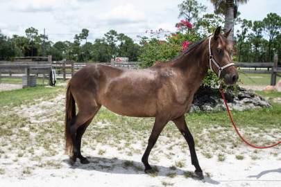 Picarro Paso Fino, Mare , Born 2015,13.1 hh