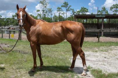 Poppy Thoroughbred, Mare Born 2015