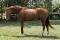 Reba Thoroughbred, Adopted January 2022