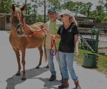 Sonora Paso Fino, Mare, Adopted July 2022