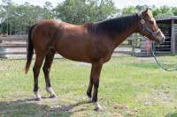 Willie OTTB Gelding, Adopted February 2022