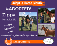 Zippy Adopt A Horse Month